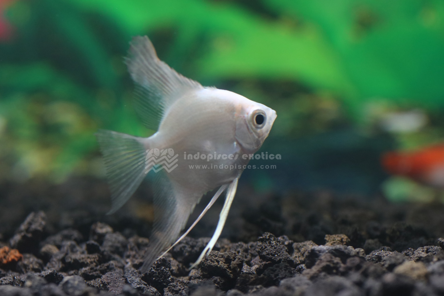 Pterophyllum scalare